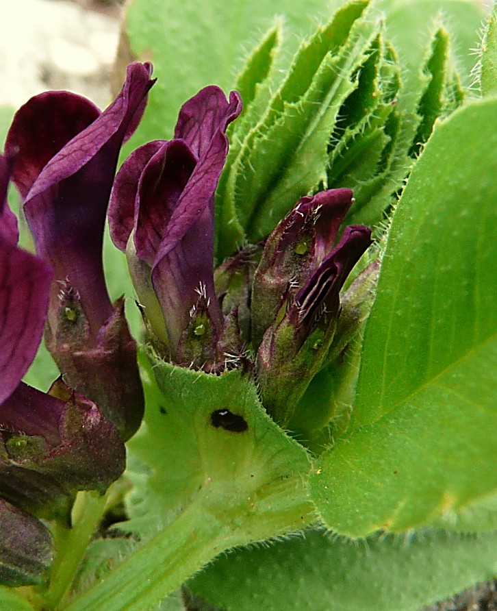 Vicia narbonensis / Vicia selvatica